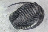 Bargain, Cornuproetus Trilobite Fossil - Morocco #105972-5